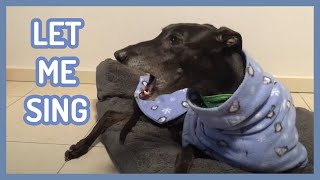 Greyhound howling  rooing  singing  talking Awoooo… greyhound sound viral 格力犬 wof [upl. by Nolat]