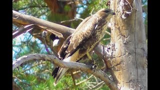 Канюк обыкновенный или сарыч голос канюка  Buteo buteo [upl. by Lechar]