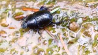 Dor Beetle Trudge [upl. by Patrich]