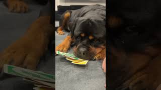 Rottweiler Plays Uno With Family [upl. by Conlee]