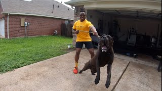 Massive Intense 1 Yr Old Cane Corso Lunges At Careless Breeder  Manstopper House Visit [upl. by Ycart]