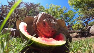 Giant Tortoise Goes On A Watermelon Hunt [upl. by Mohammad]