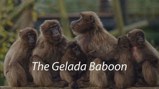 The Gelada Monkey aka quotThe Gelada Baboonquot A short documentary [upl. by Auhsuoj]