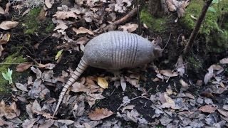 Florida Armadillo Digging [upl. by Olodort]