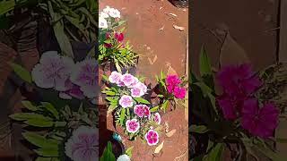 Dianthus flowers shortsfeed youtubeshorts viralshort [upl. by Assirt]