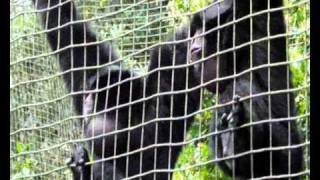 Siamang Gibbons Hylobates syndactylus Making Noise [upl. by Teillo155]