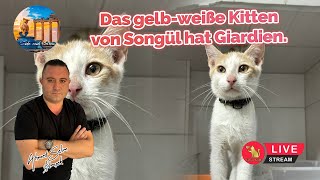 Das gelbweiße Kitten von Songül hat Giardien [upl. by Milt]