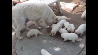 raw fed kuvasz puppies [upl. by Stefania759]