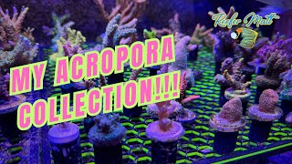 My Acropora SPS Coral Collection [upl. by Siaht]