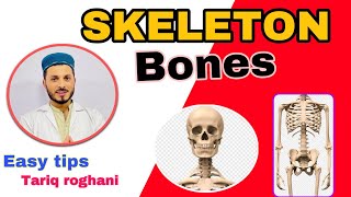 Skeleton system  appendicular skeleton and axial skeleton Bone Anatomy [upl. by Lorant]