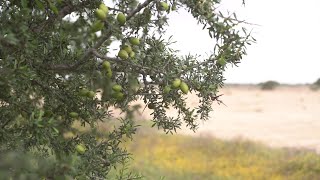 LafargeHolcim Maroc  Première expérience mondiale réussie de transplantation d’arganiers adultes [upl. by Galang]