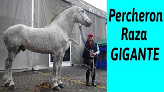 Percheron Raza Gigante de caballos [upl. by Ennaul]