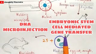 DNA microinjection  Embryonic stem cell mediated gene transfer  Gene transfer techniques [upl. by Aikaj]