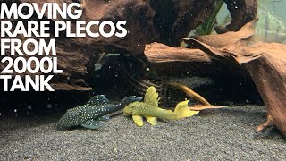 Moving RARE PLECOS From My 2000L AQUARIUM [upl. by Myca417]