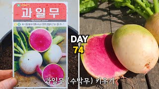 청포도님 요청  화분에 과일무수박무 키우기  Radish Raphanus sativus [upl. by Ilram512]