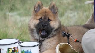 OUR NEW PUPPY Birk the Eurasier 711 Weeks [upl. by Sang]