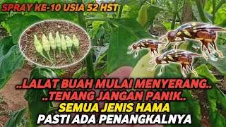 CABE USIA 52 HST  MUSIM HUJAN MUSIMNYA SEGALA PENYAKIT HAMA MENYERANG  LALAT BUAH [upl. by Dwight669]