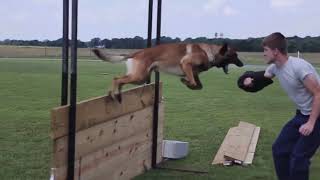 Belgian Malinois In Action [upl. by Nalyd]