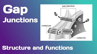 Gap junctions Structure and Functions [upl. by Naehs83]