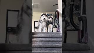 Husky Howling session before our Thanksgiving walk 🤣♥️ Happy Thanksgiving🍁 [upl. by Ferde348]