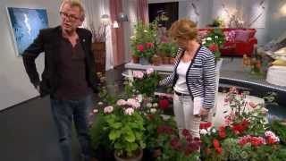 Pelargontips med Lasse Anrell  Malou Efter tio TV4 [upl. by Enaht973]