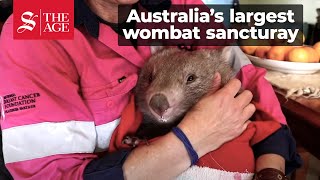 Wombat Woman Australia [upl. by Petersen]