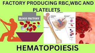 HEMATOPOIESIS MADE SIMPLE AND EASY FOR STUDENTS BLOOD FACTORY PRODUCTION OF RBCWBCS AND PLATELETS [upl. by Philender]