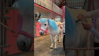 BLUE PONY💙How to put on horse hair chalk😍 shorts horse equestrian hairstyle [upl. by Adnilim]