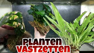 Aquariumplanten LIJMEN en BINDEN op hout amp steen Nickey [upl. by Aisetal]