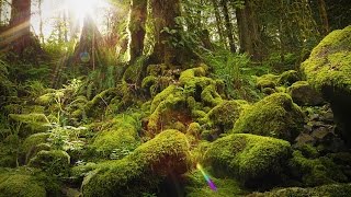 Nature Therapy Relaxing Full Motion Forestry with Natural Sounds [upl. by Thurnau394]