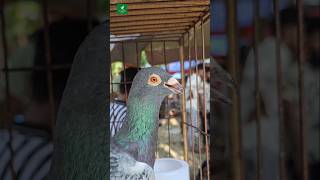 The Eyes of Racing Pigeon  shortvideo pigeon racing [upl. by Ayortal]