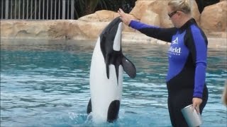 Commersons Dolphin Training Session at Aquatica 6712 1 [upl. by Ennirroc571]