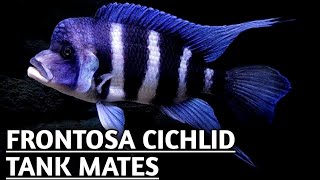 Frontosa Cichlid tank mates  Frontosa tank mates [upl. by Schonfeld]