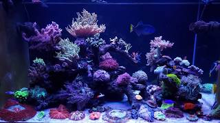 Reef tank only on Aquaforest products [upl. by Anatlus]