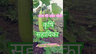 आल की उन्नत खेती farming chili garden nature nature agriculture gardening kheti [upl. by Kentigerma227]