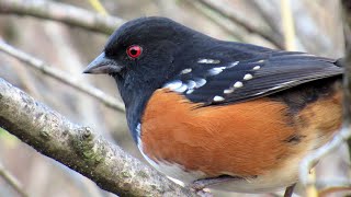 Spotted Towhee Bird Call  Beautiful Bird Sounds [upl. by Avril]