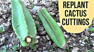 How To Plant Cereus Peruvianus Cactus Cuttings Florida [upl. by Arvo229]