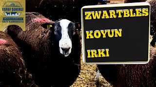 Zwartbles Koyun Irkı Zwartbles [upl. by Akzseinga]