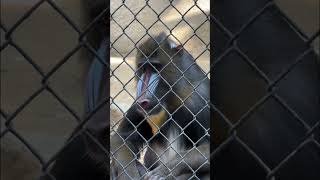 Mandrill hanging out at the Los Angeles Zoo lazoo mandrill [upl. by Damarra48]