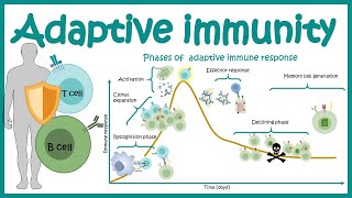 Adaptive immune response  cellular players phases and mechanism [upl. by Fitzgerald]