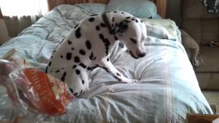 My dalmatian smiling after eating ANOTHER loaf of bread off the counter [upl. by Narok]