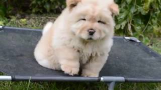 Chowchow puppy 8 weeks old [upl. by Aihsyla719]