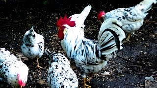 Exchequer Leghorn Hühner  Alte Nutztierrassen Folge 106  Film Hühnehaltung Huhn chicken breed [upl. by Tallula]