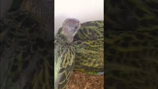 rosella parrot vlogs my YouTube channel subscrabe🙏 birds🙏 [upl. by Suilenrac]