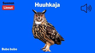 Huuhkaja  Bubo bubo  Eagle Owl  berguv  BUBBUB [upl. by Chun]