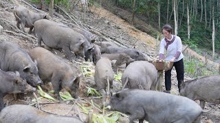 Vang Hoa cried in despair what will happen when zon has serious liver disease [upl. by Treboh]