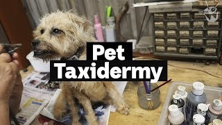 HACK Inside a pet taxidermy studio [upl. by Eissak]