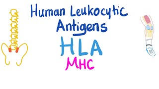 Human Leukocytic Antigen HLA  Major Histocompatibility Complex MHC  Immune System [upl. by Ahsyat]