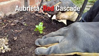 Planting Aubrieta Red Cascade  Restoring Wall Planter Part 2 [upl. by Notnats]