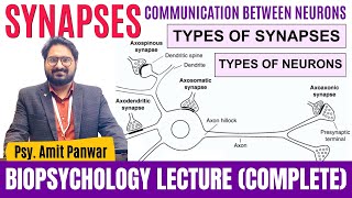 Synapses amp its Types  Communication Between Neurons  Biopsychology by Psychologist Amit Panwar [upl. by Kassie]